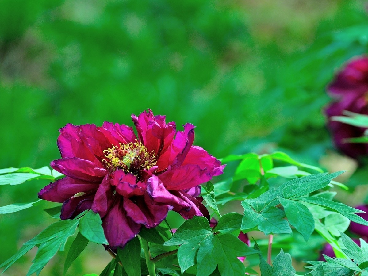 【视觉光影】 唯有牡丹真国色（7）