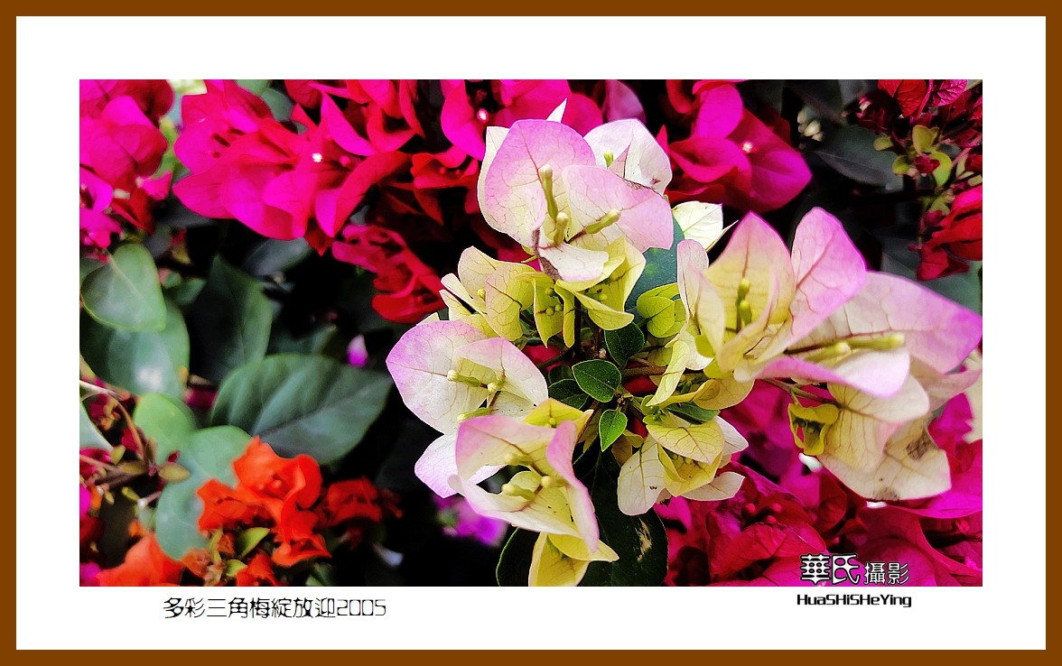 色眼看花——多彩三角梅绽放迎2025（广西白色）