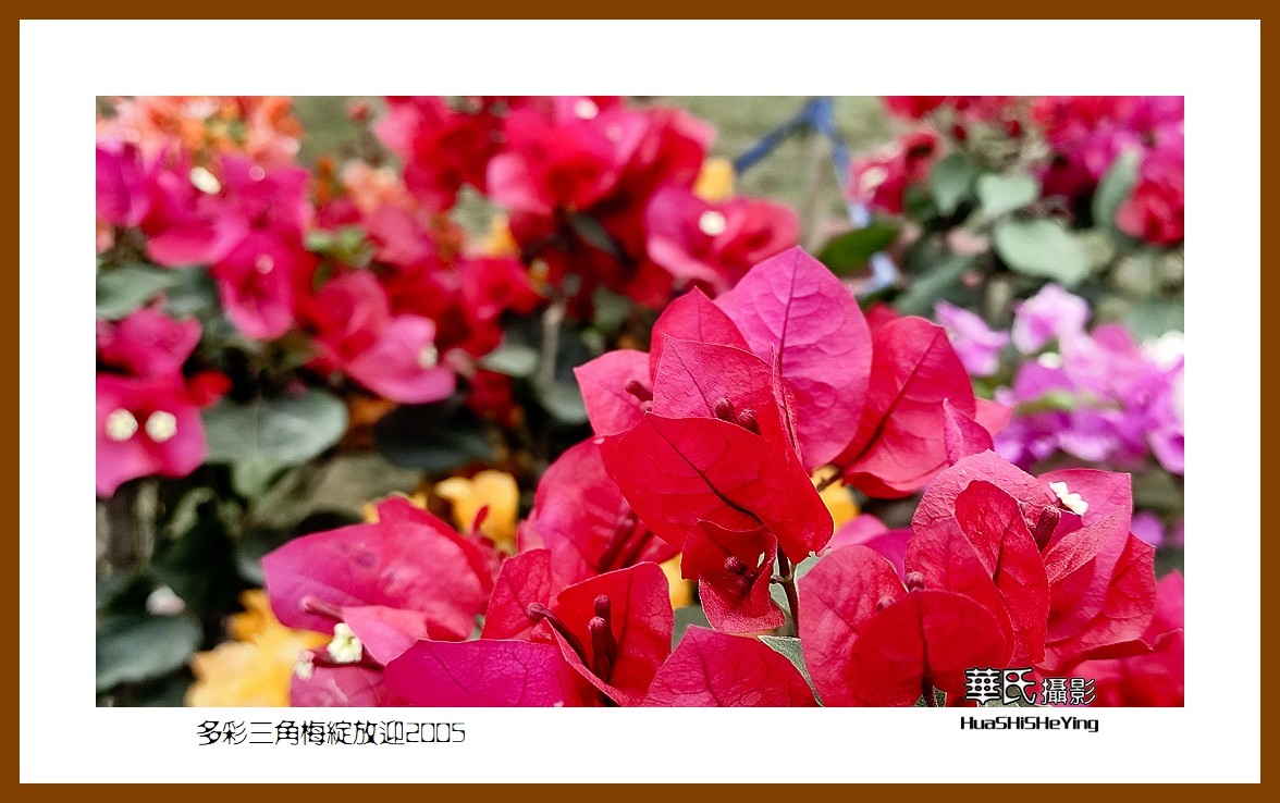 色眼看花——多彩三角梅绽放迎2025（广西白色）