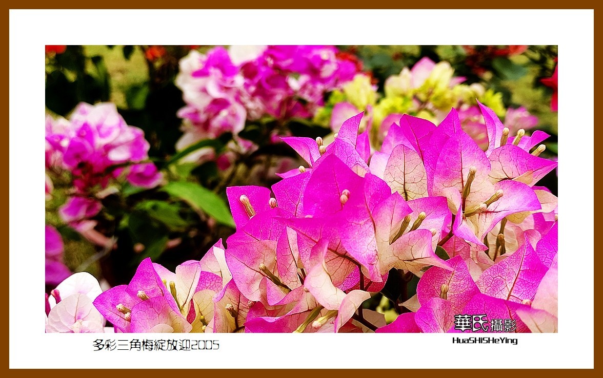 色眼看花——多彩三角梅绽放迎2025（广西白色）