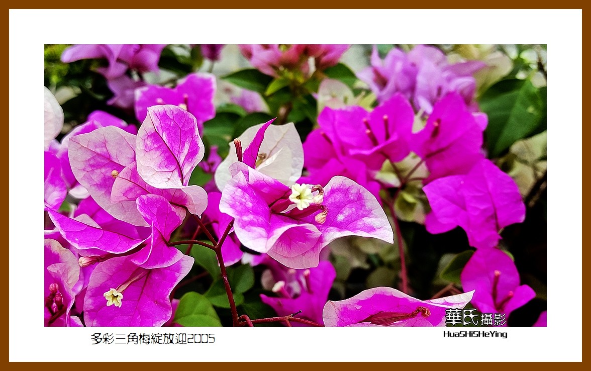 色眼看花——多彩三角梅绽放迎2025（广西白色）