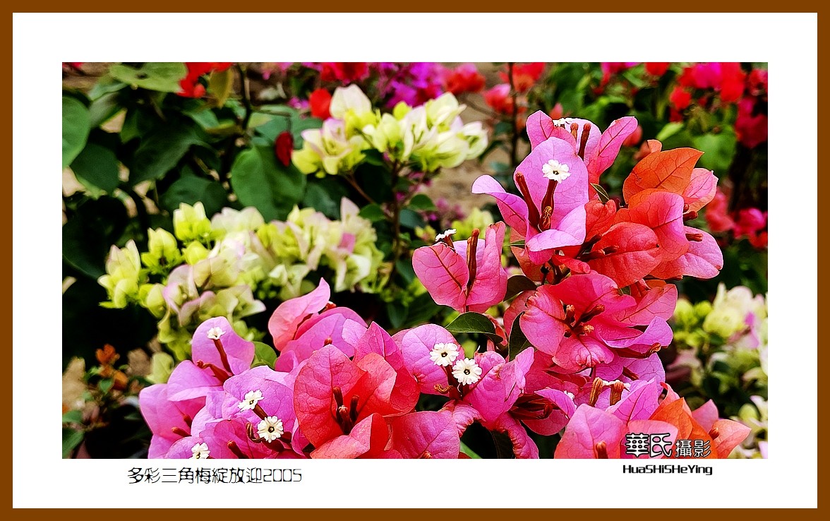 色眼看花——多彩三角梅绽放迎2025（广西白色）