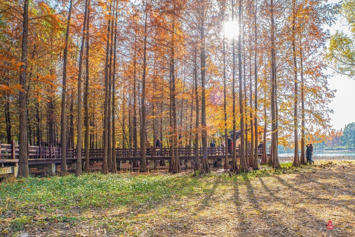 小五星空(中国)祝大家元旦佳节快乐！同时奉上十二月精华！
