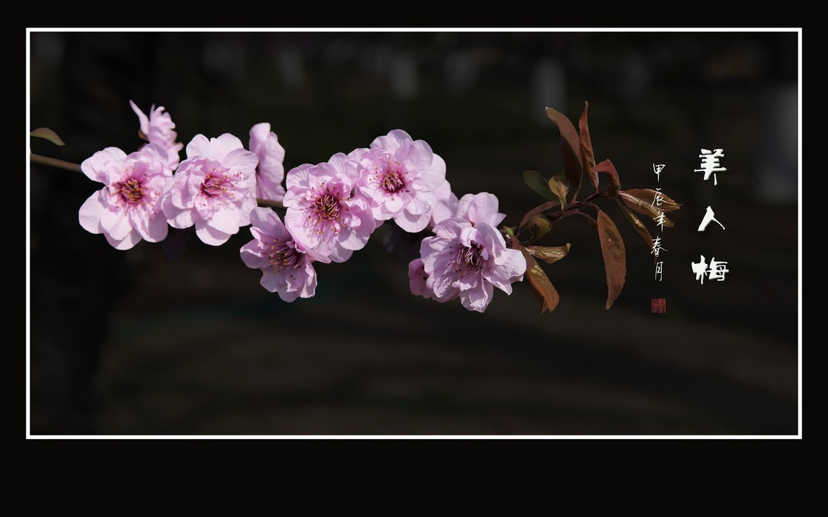 小五星空(中国)祝大家元旦佳节快乐！同时奉上十二月精华！