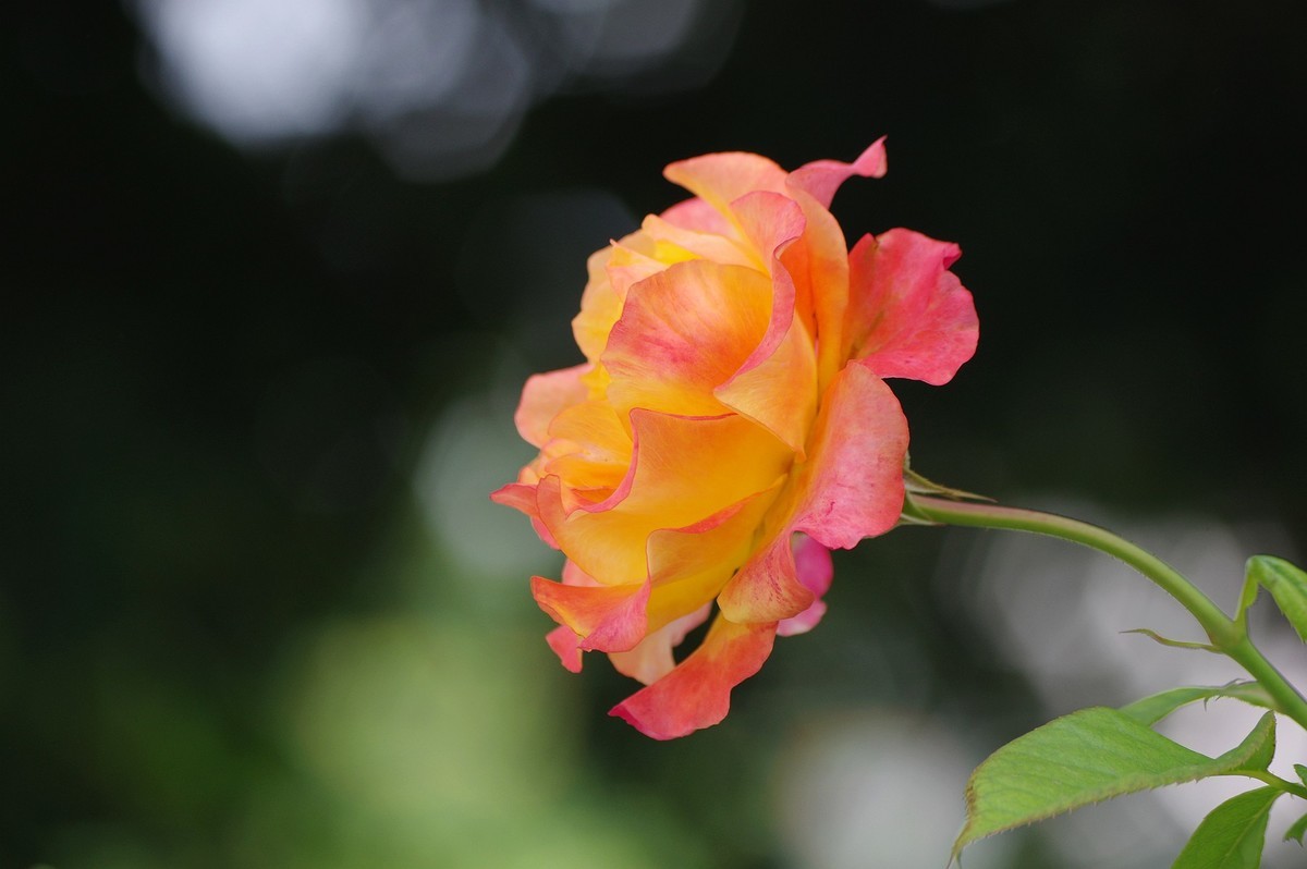 小五星空(中国)祝大家元旦佳节快乐！同时奉上十二月精华！