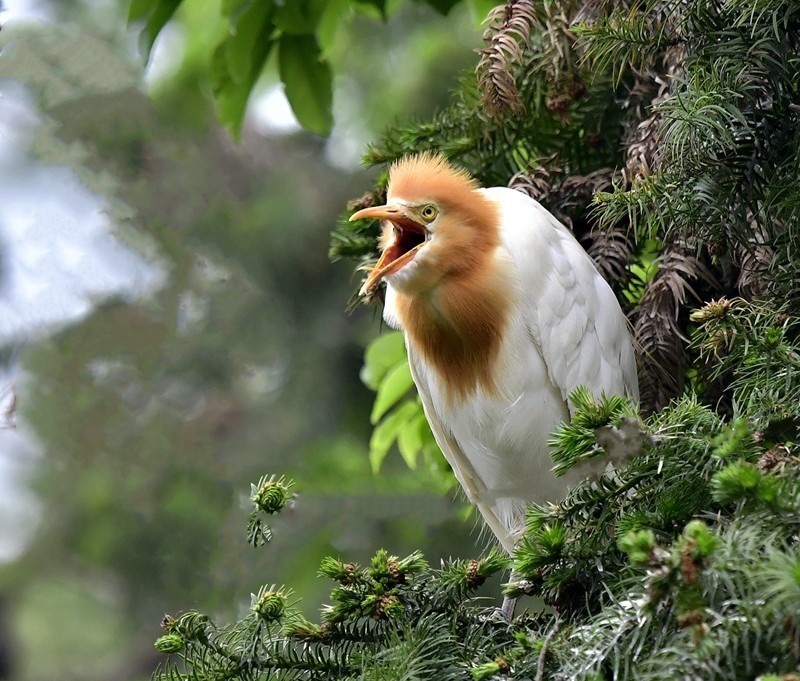 小五星空(中国)祝大家元旦佳节快乐！同时奉上十二月精华！