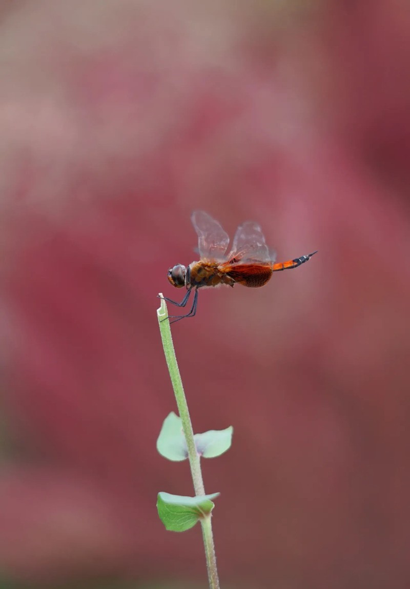 蜻蜒停留