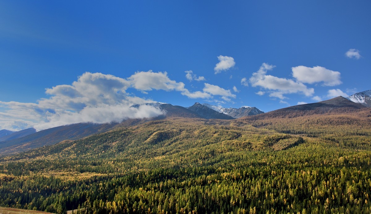 #留住美丽秋天# ——金色喀纳斯【1】