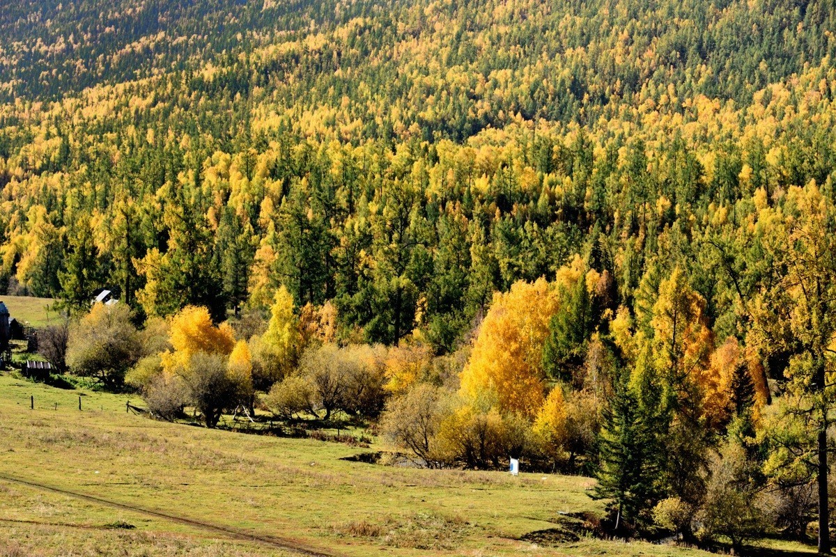 #留住美丽秋天# ——金色喀纳斯【1】