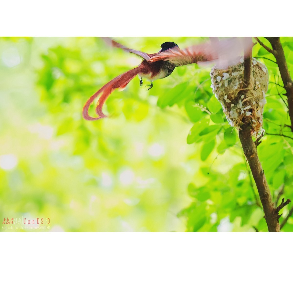 寿带，密林暗光记录