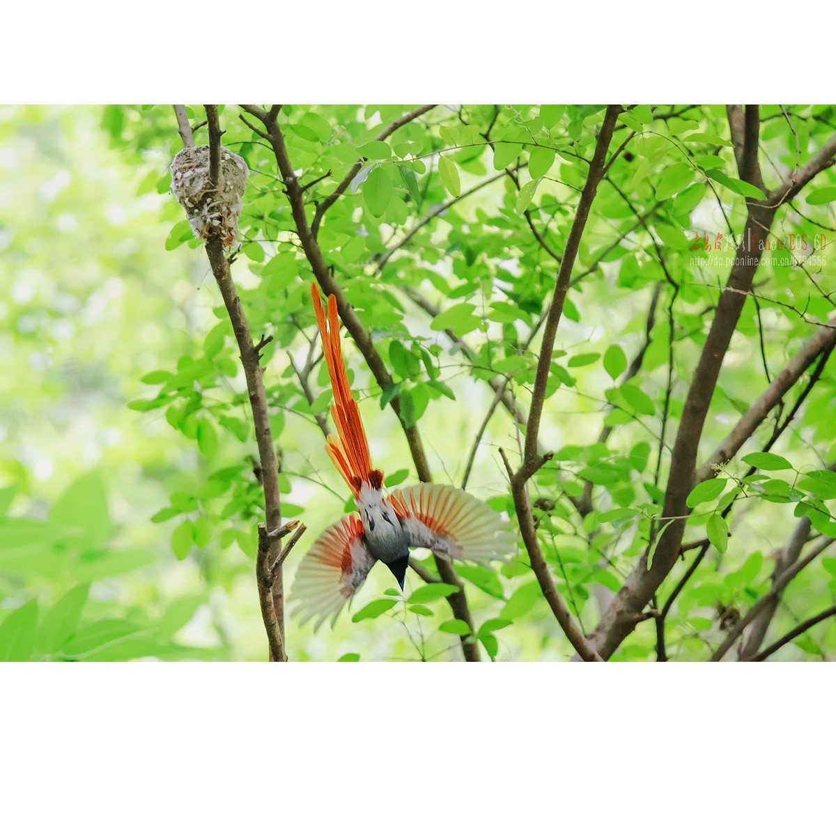 寿带，密林暗光记录