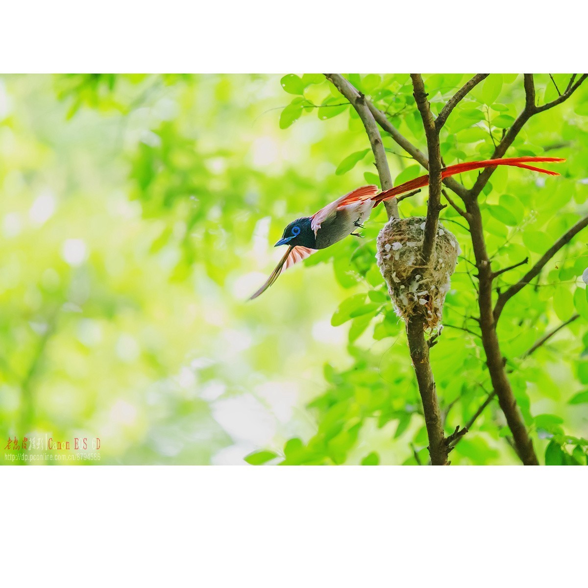 寿带，密林暗光记录