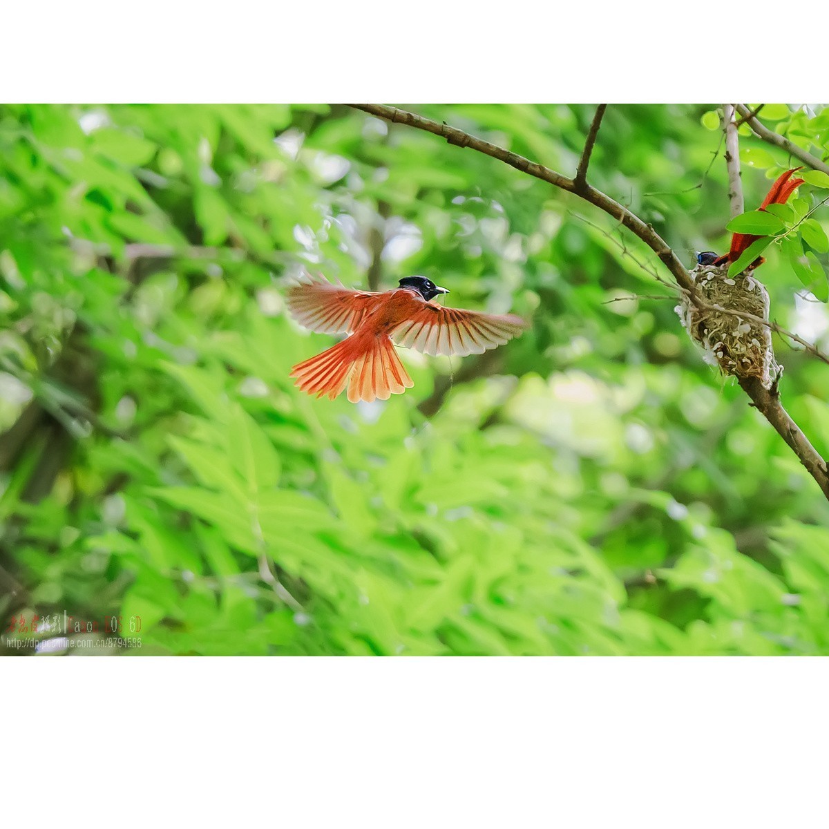 寿带，密林暗光记录