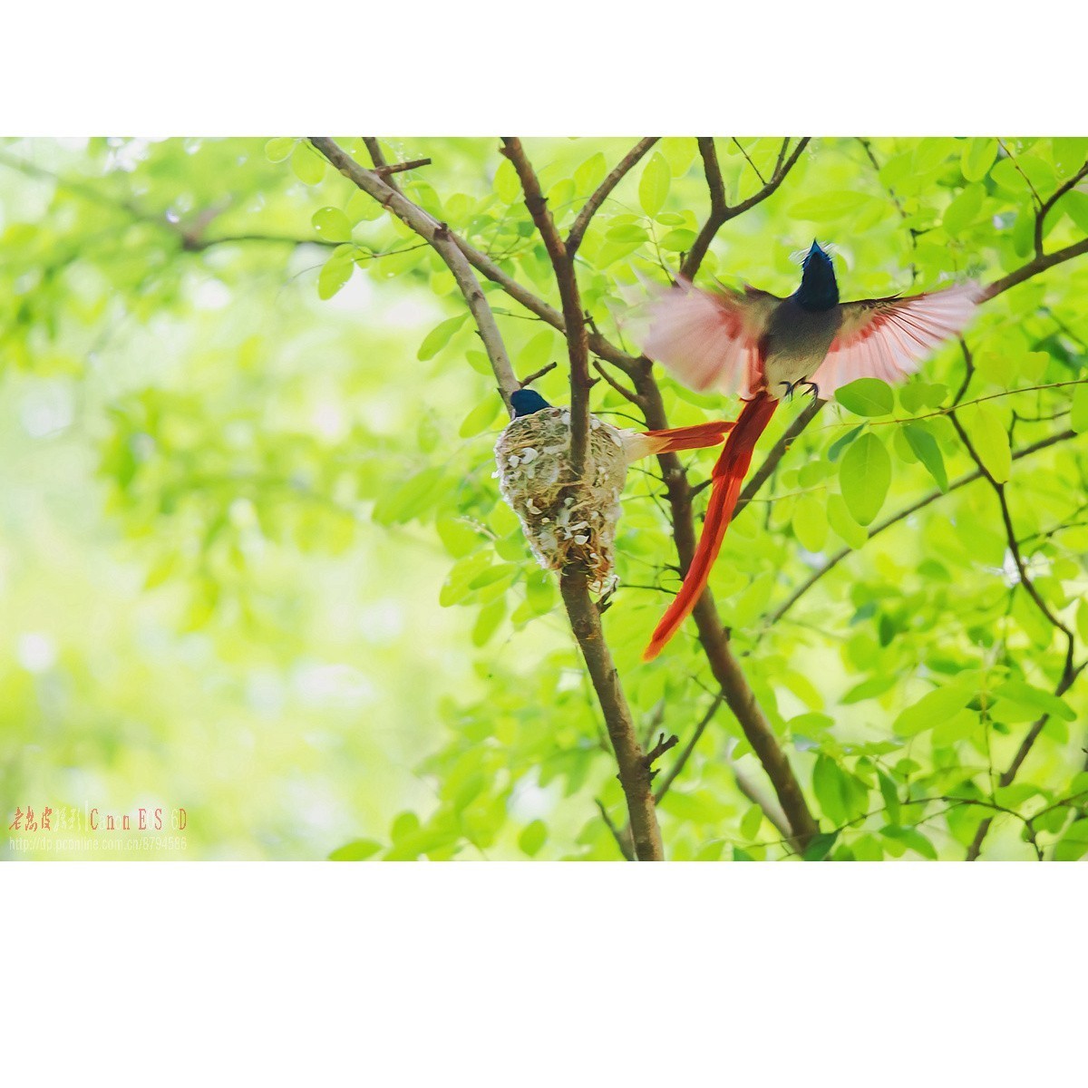 寿带，密林暗光记录