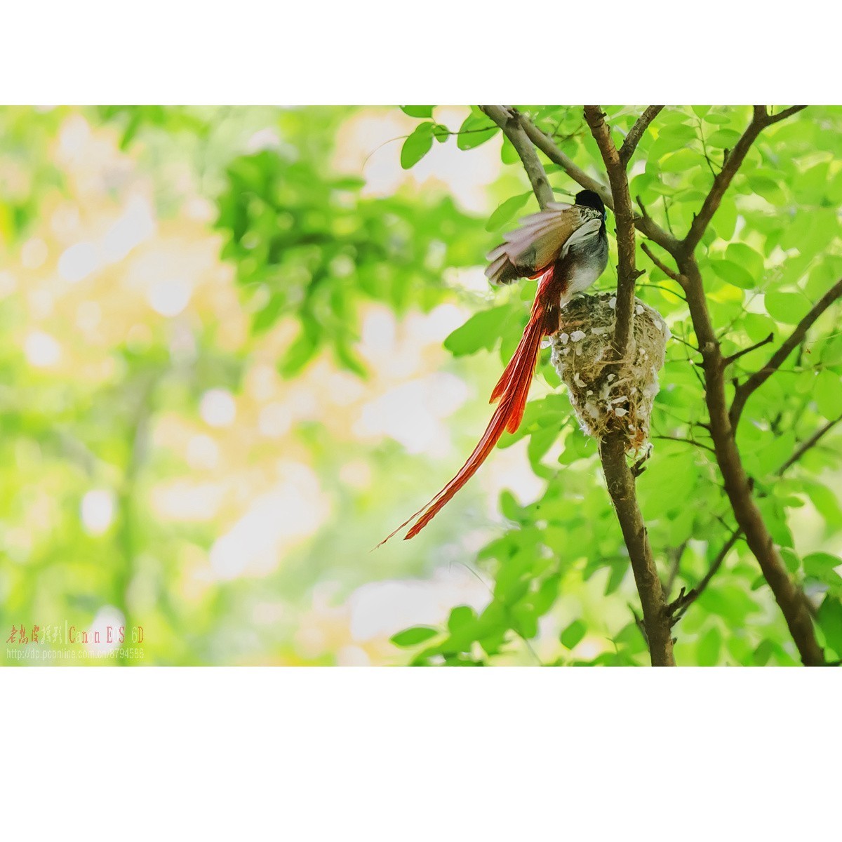 寿带，密林暗光记录