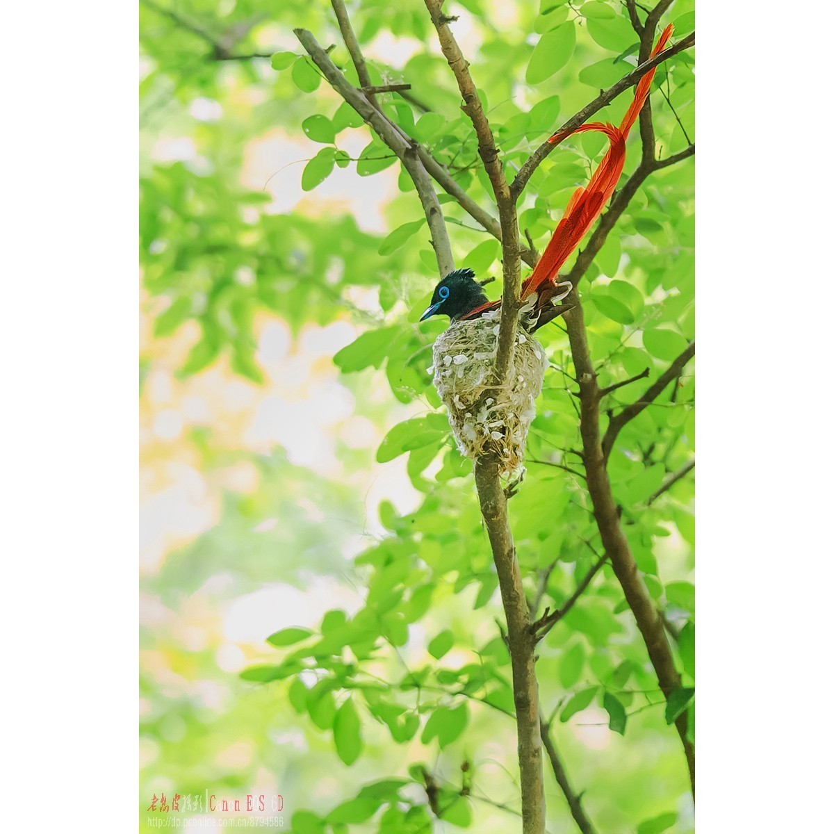 寿带，密林暗光记录