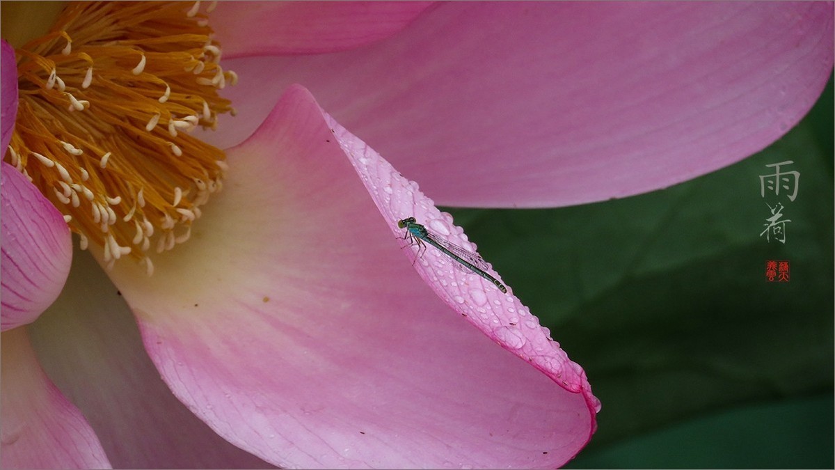 #荷花#荷塘“阅色”