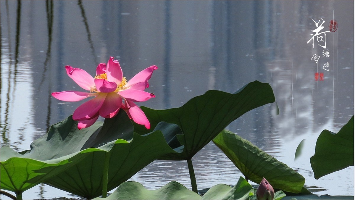 #荷花#荷塘“阅色”