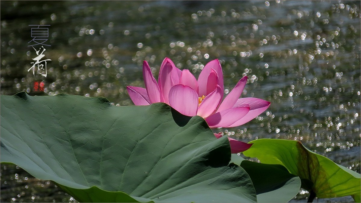 #荷花#荷塘“阅色”