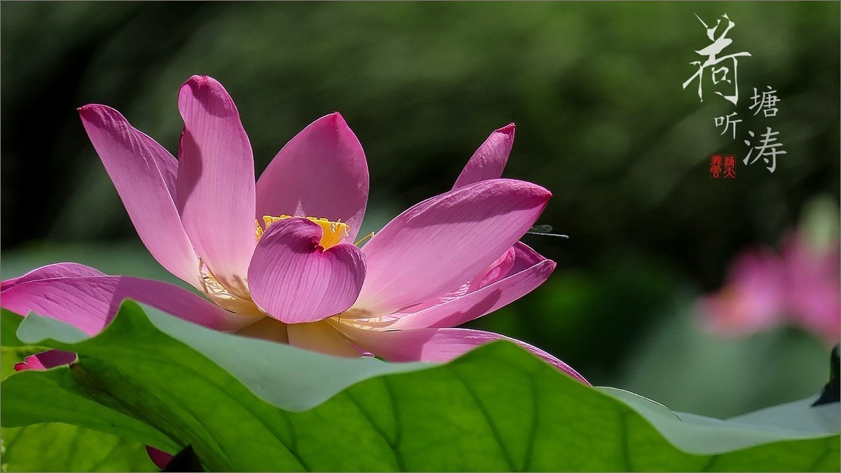 #荷花#荷塘“阅色”