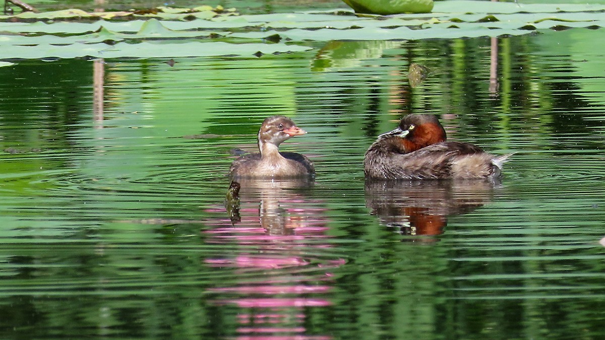 #荷花#荷塘“阅色”