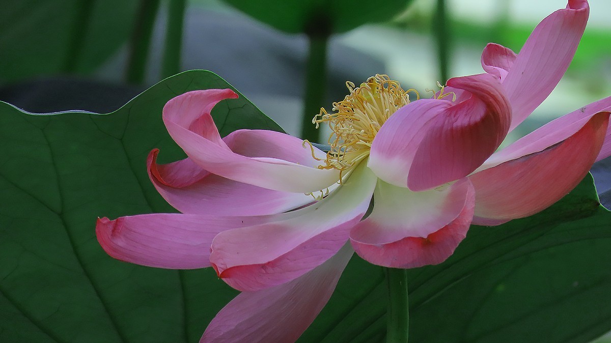 #荷花#荷塘“阅色”