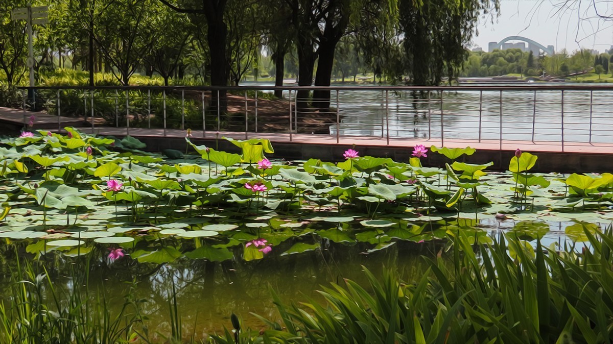 #荷花#荷塘“阅色”