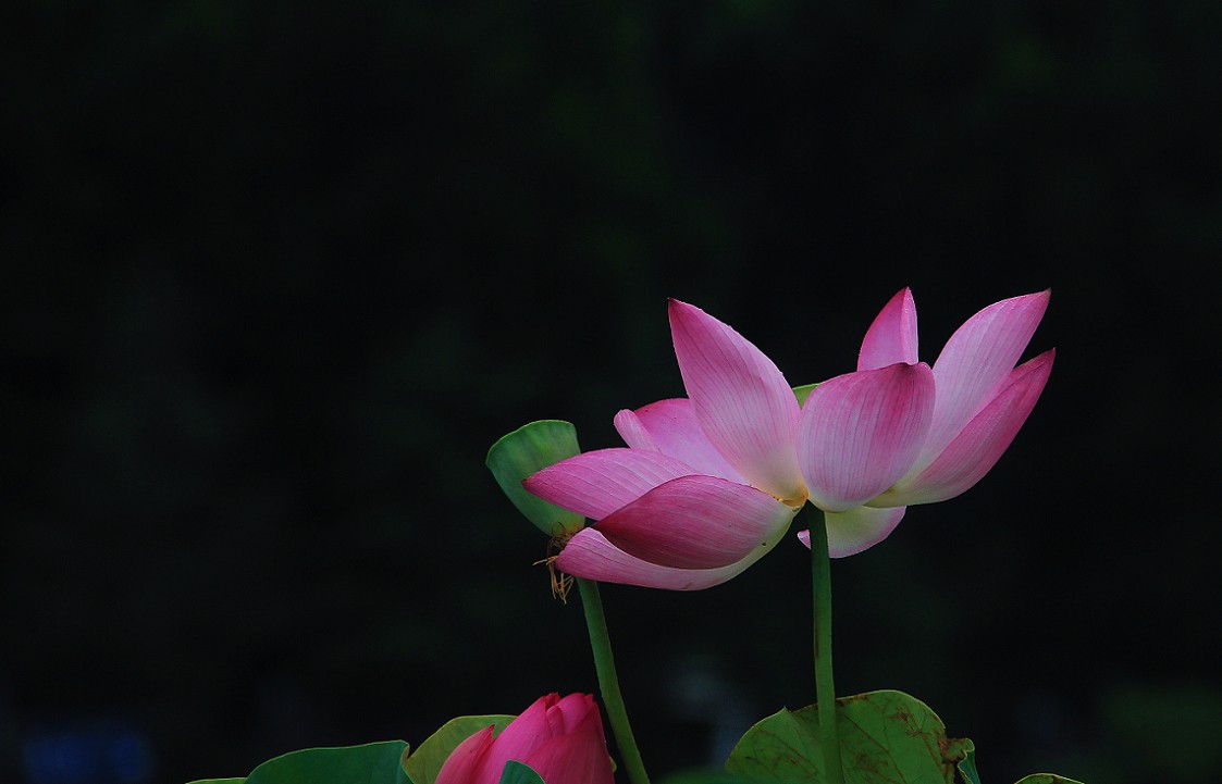 谁会拍《残荷》来指导一下，没拍过这个，这次试着拍一次看看，效果不理想！哈哈！