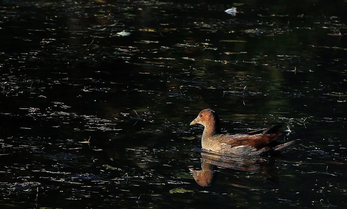 谁会拍《残荷》来指导一下，没拍过这个，这次试着拍一次看看，效果不理想！哈哈！