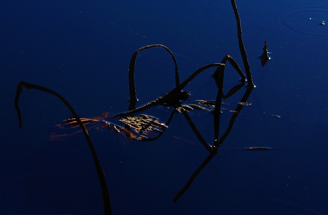 谁会拍《残荷》来指导一下，没拍过这个，这次试着拍一次看看，效果不理想！哈哈！