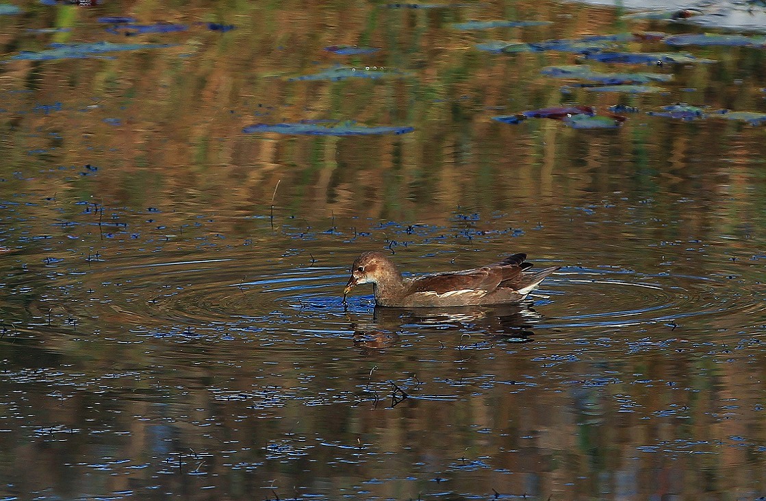 谁会拍《残荷》来指导一下，没拍过这个，这次试着拍一次看看，效果不理想！哈哈！