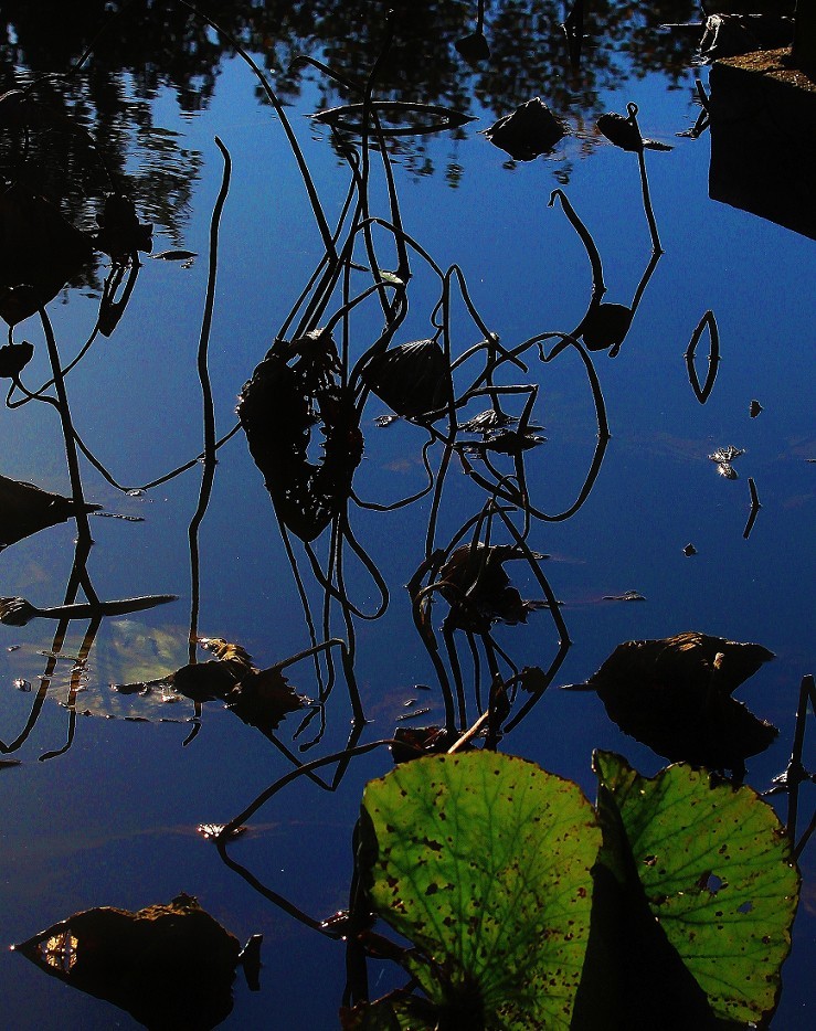谁会拍《残荷》来指导一下，没拍过这个，这次试着拍一次看看，效果不理想！哈哈！