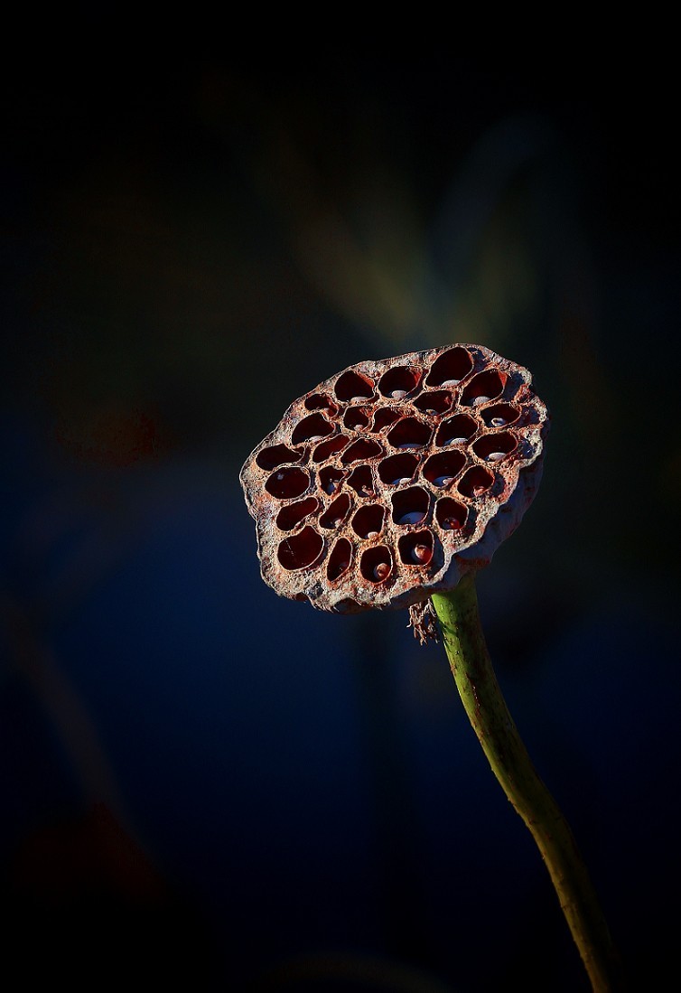 谁会拍《残荷》来指导一下，没拍过这个，这次试着拍一次看看，效果不理想！哈哈！