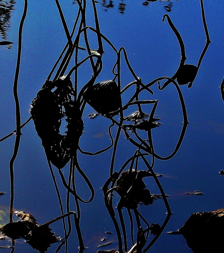 谁会拍《残荷》来指导一下，没拍过这个，这次试着拍一次看看，效果不理想！哈哈！