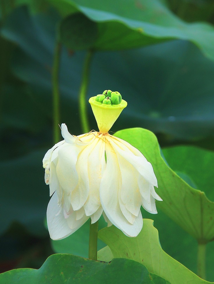 谁会拍《残荷》来指导一下，没拍过这个，这次试着拍一次看看，效果不理想！哈哈！