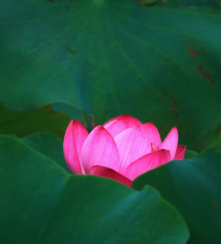 谁会拍《残荷》来指导一下，没拍过这个，这次试着拍一次看看，效果不理想！哈哈！