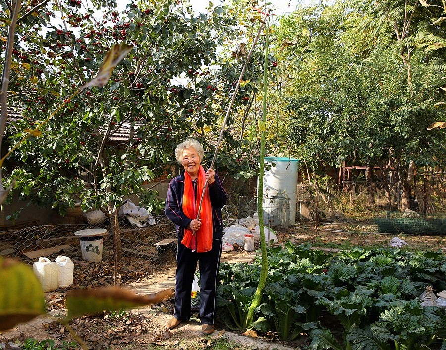 《不老松：纪实摄影》大美沧州系列報道：新年伊始，发组特殊片：丝瓜王！
