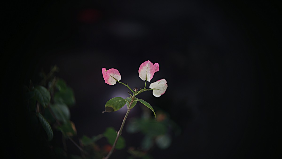 祝福各位老师2025新年快乐