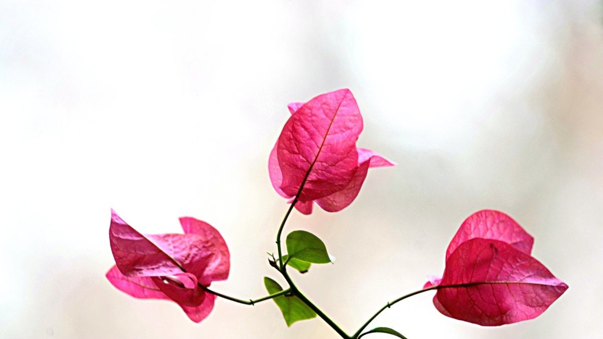 祝福各位老师2025新年快乐