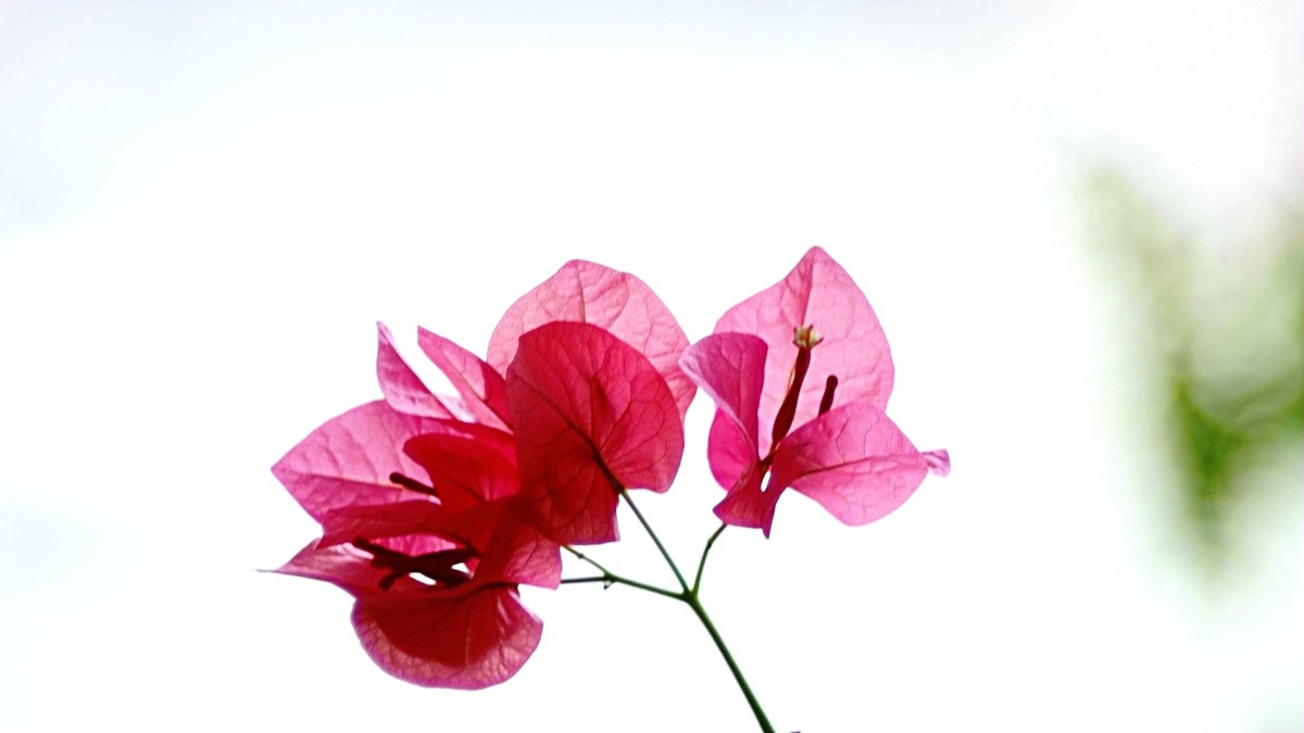 祝福各位老师2025新年快乐