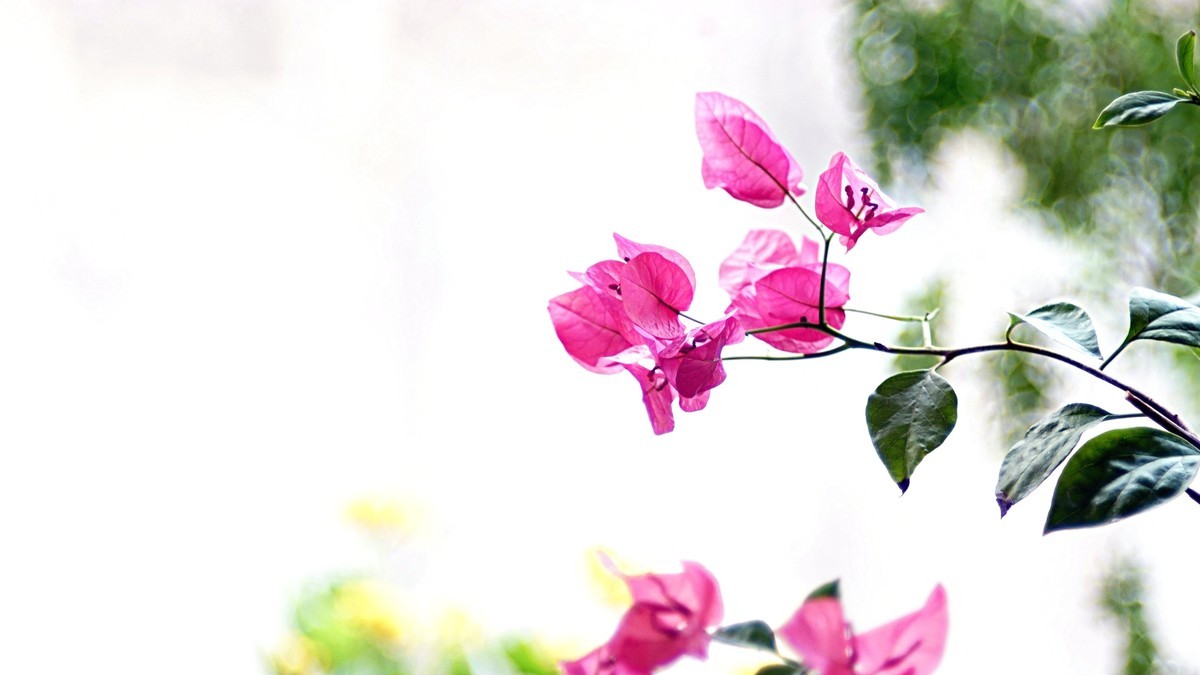 祝福各位老师2025新年快乐