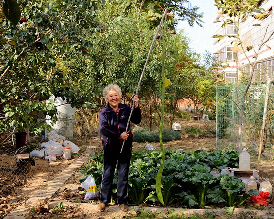 《不老松：纪实摄影》大美沧州系列報道：新年伊始，发组特殊片：丝瓜王！
