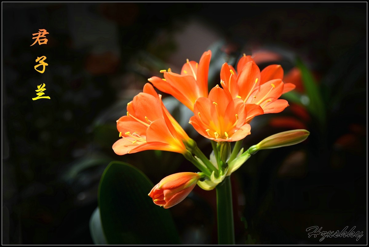 君子蘭（2025001）祝大家新年快乐!