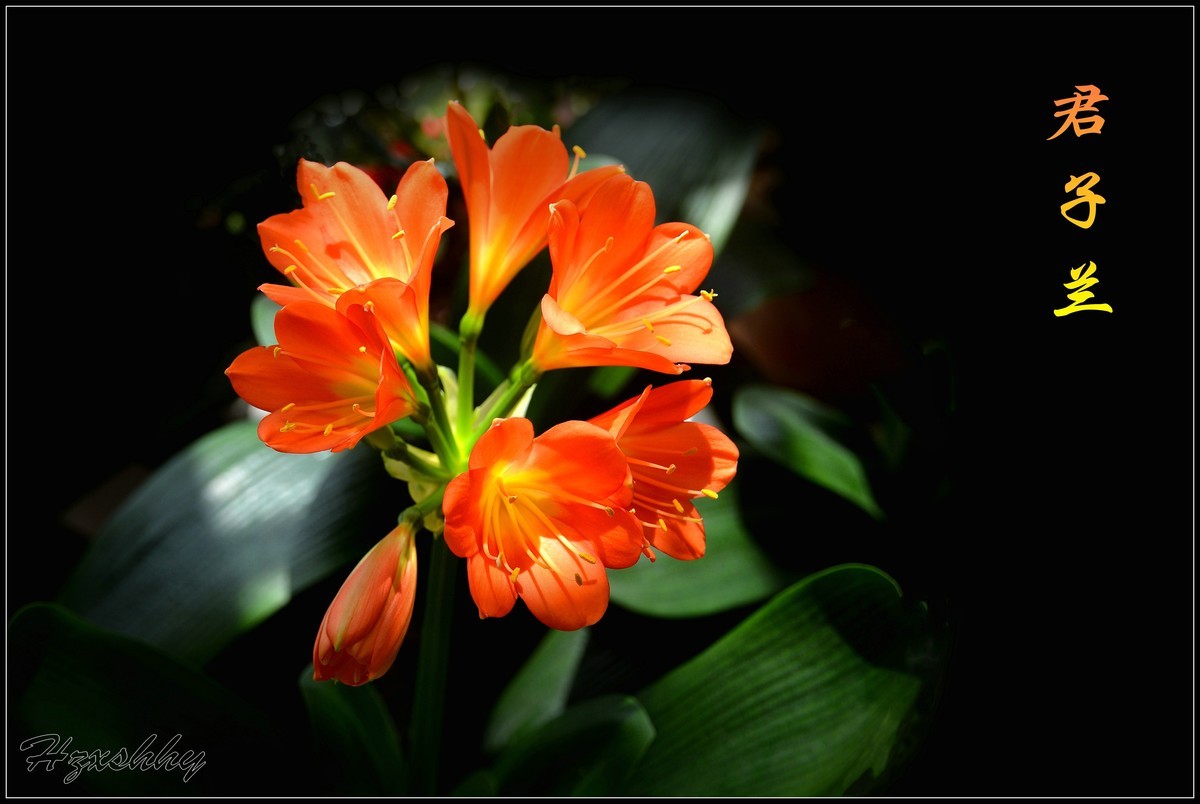 君子蘭（2025001）祝大家新年快乐!