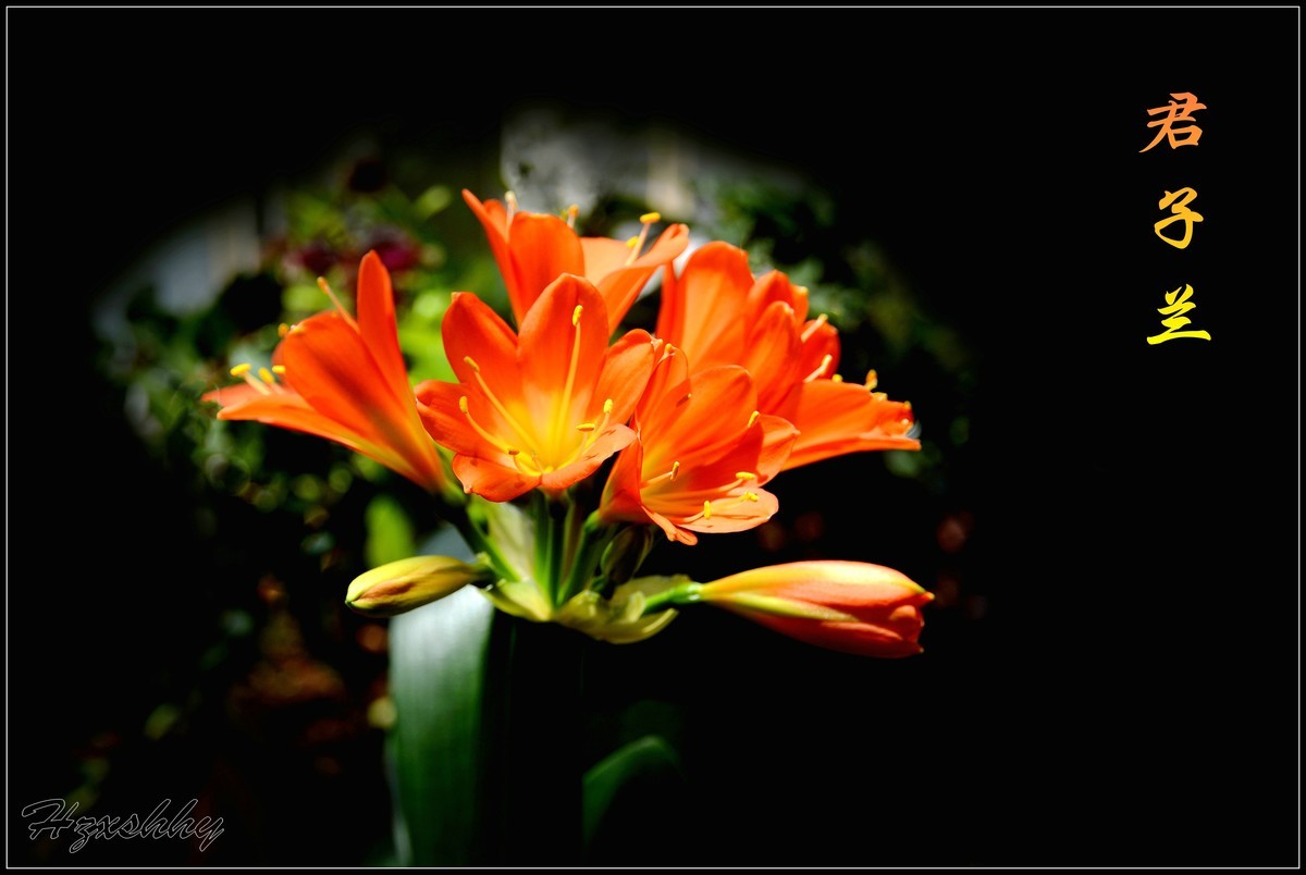 君子蘭（2025001）祝大家新年快乐!