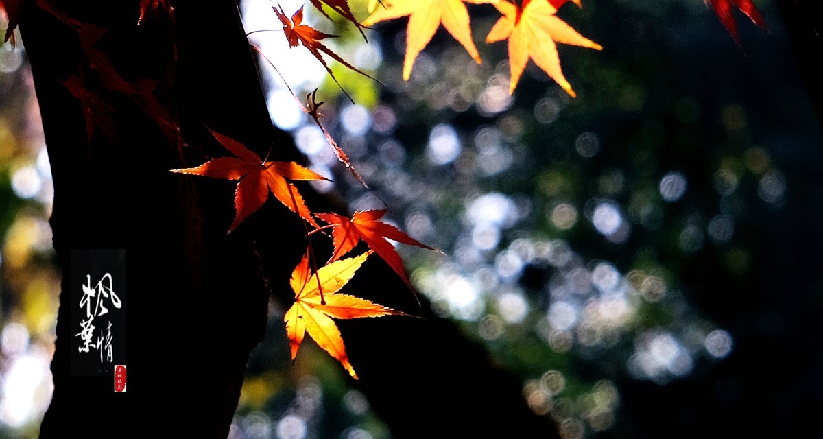 生态摄影∶《枫叶情深》