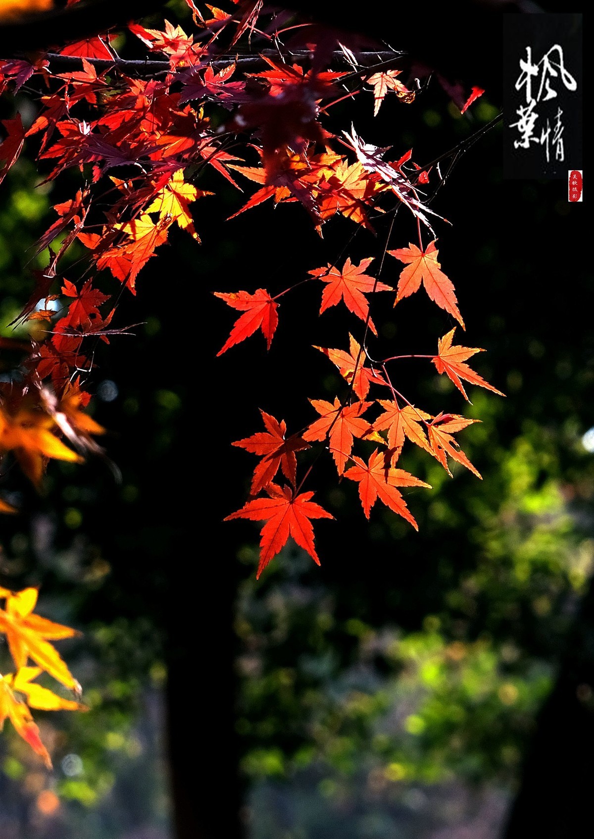 生态摄影∶《枫叶情深》