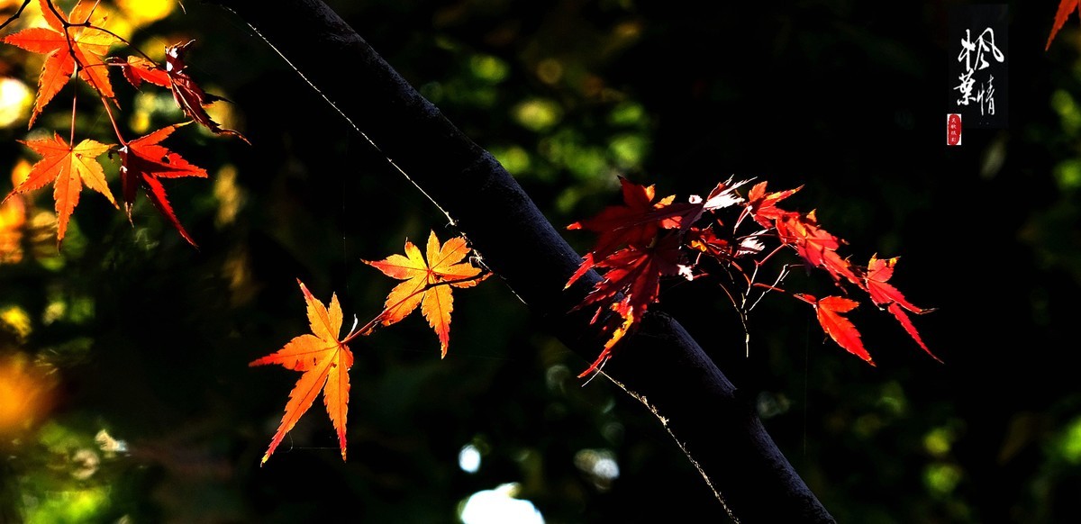 生态摄影∶《枫叶情深》