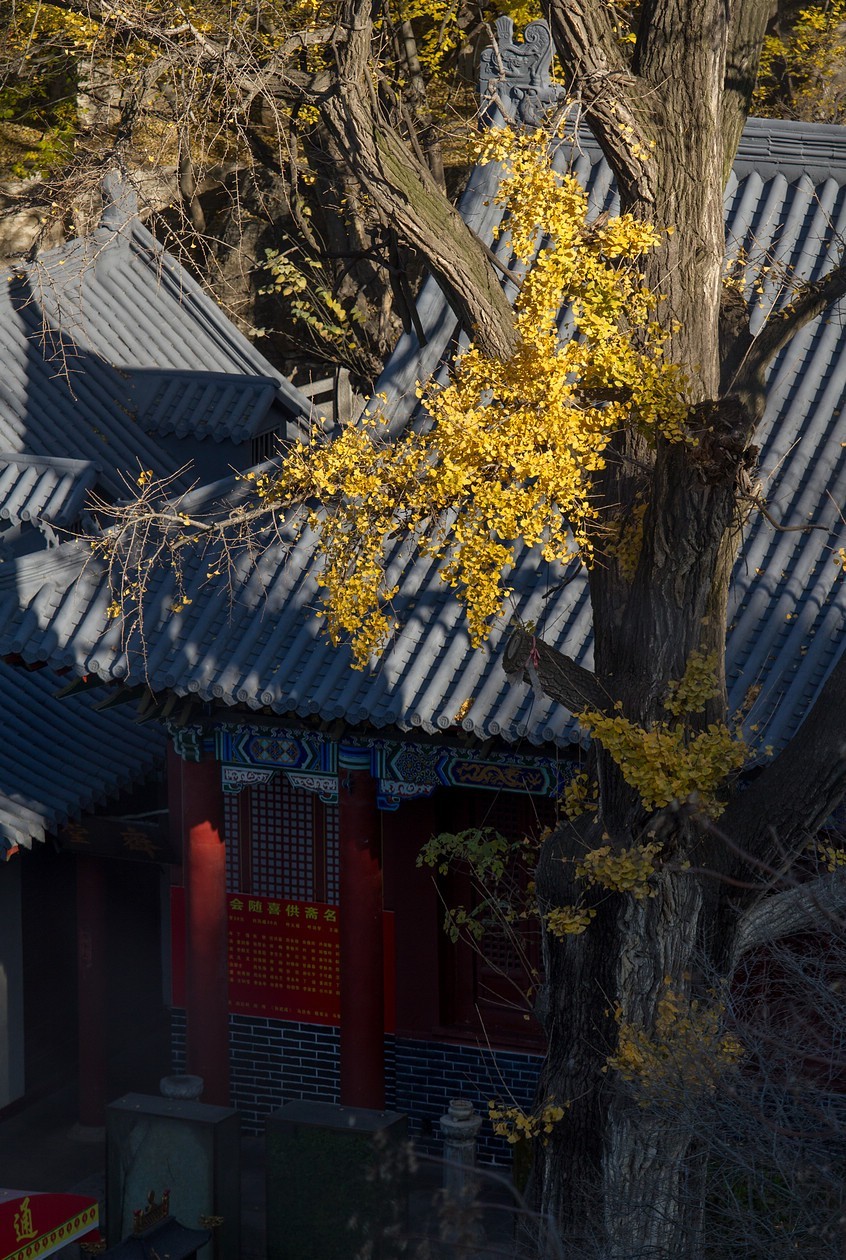 古寺银杏相映成趣