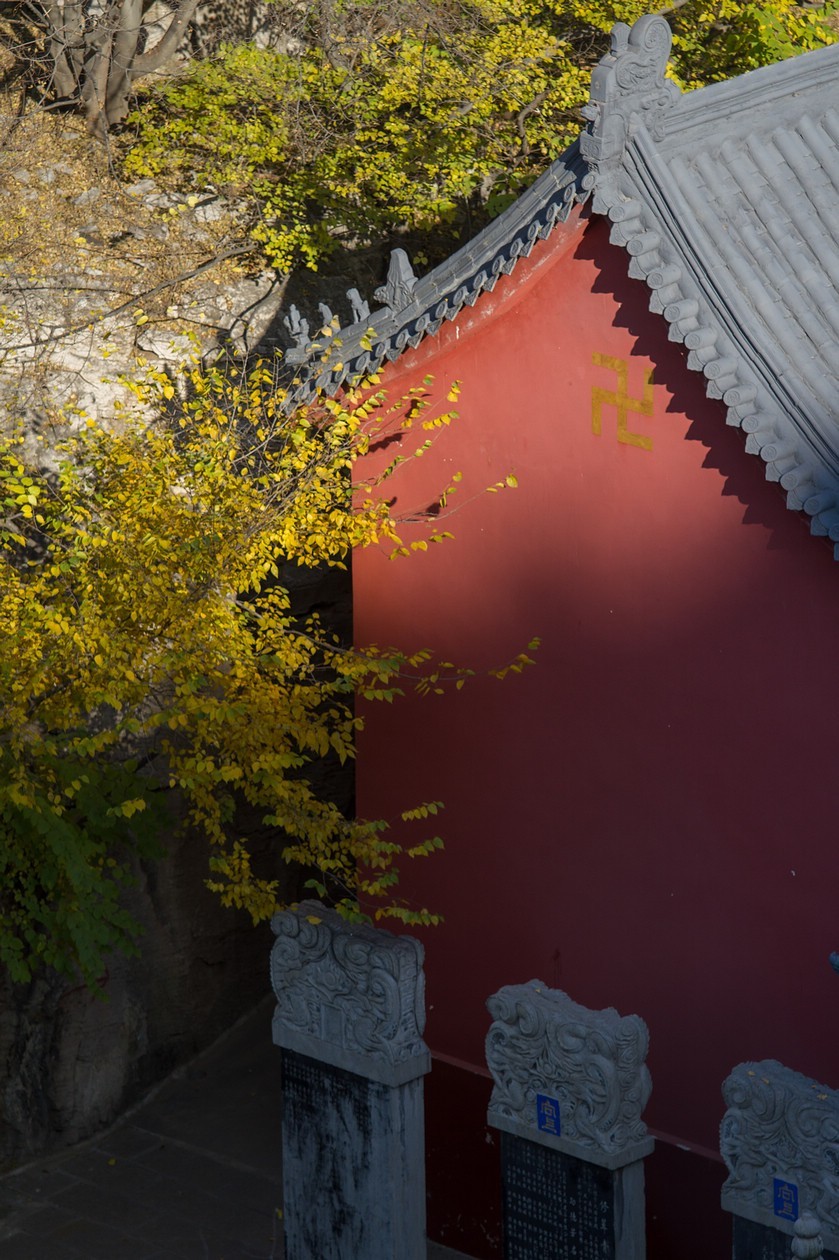 古寺银杏相映成趣